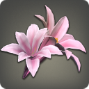 Pink Lilies - 5k